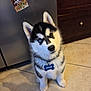 dog, puppy, husky, blue_eye, brown_eye, heterochromia, collar, name_tag, sitting, tile_floor, kitchen, refrigerator, cabinet, adorable, fur, paws, gaze, head_tilt, indoor, pet