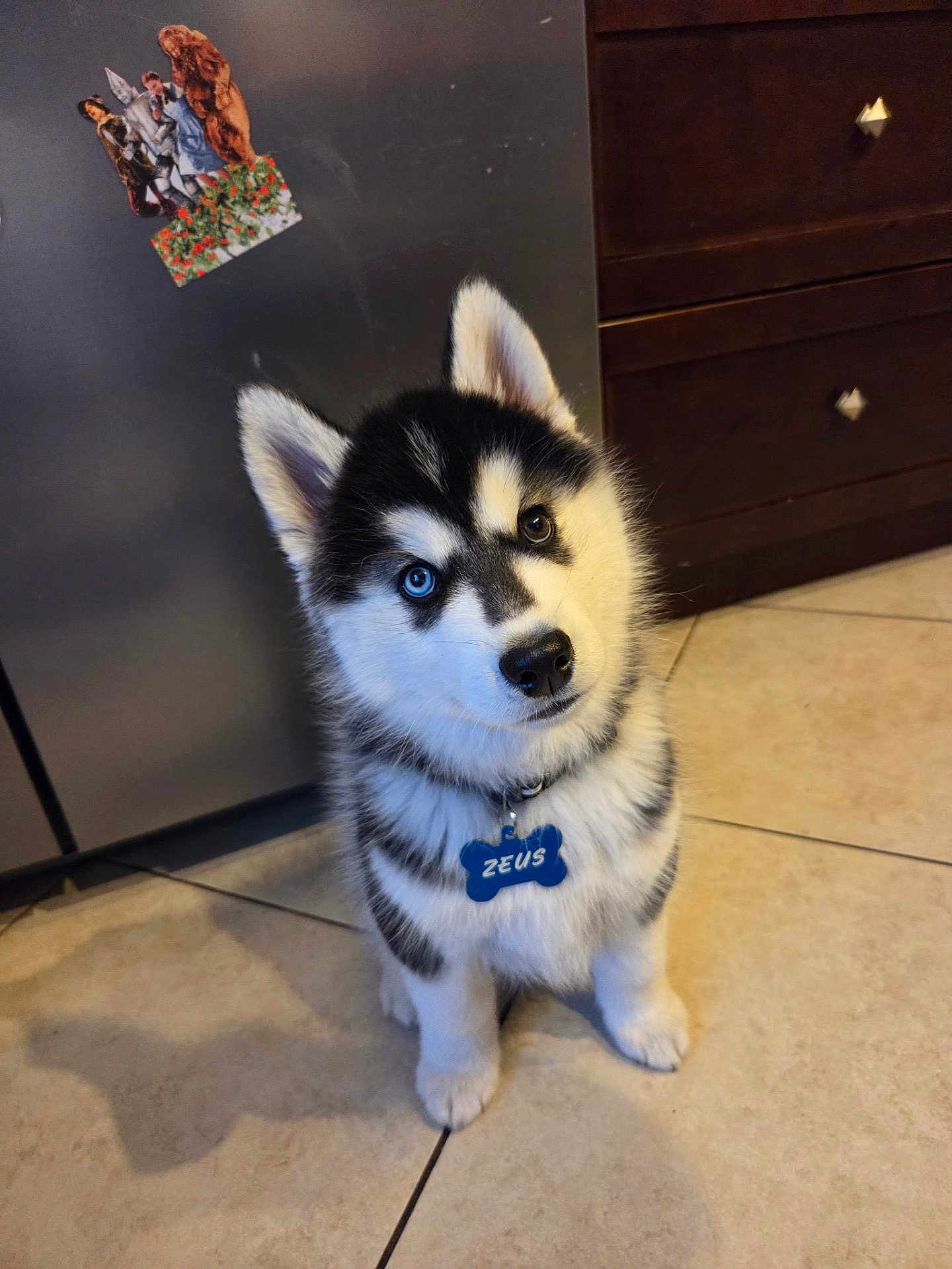 Zeus is registered to the contest to win money with this photo: dog, puppy, husky, blue_eye, brown_eye, heterochromia, collar, name_tag, sitting, tile_floor, kitchen, refrigerator, cabinet, adorable, fur, paws, gaze, head_tilt, indoor, pet
