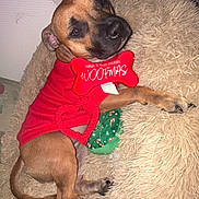 Uno a rejoint le concours — aidez-le/la à gagner de superbes lots ! dog, red_sweater, toy, bone_toy, fluffy_cushion, indoor, holiday, christmas, pet, brown_dog, cozy, relaxed, cute, canine, fur, resting, small_dog, decor, festive, home