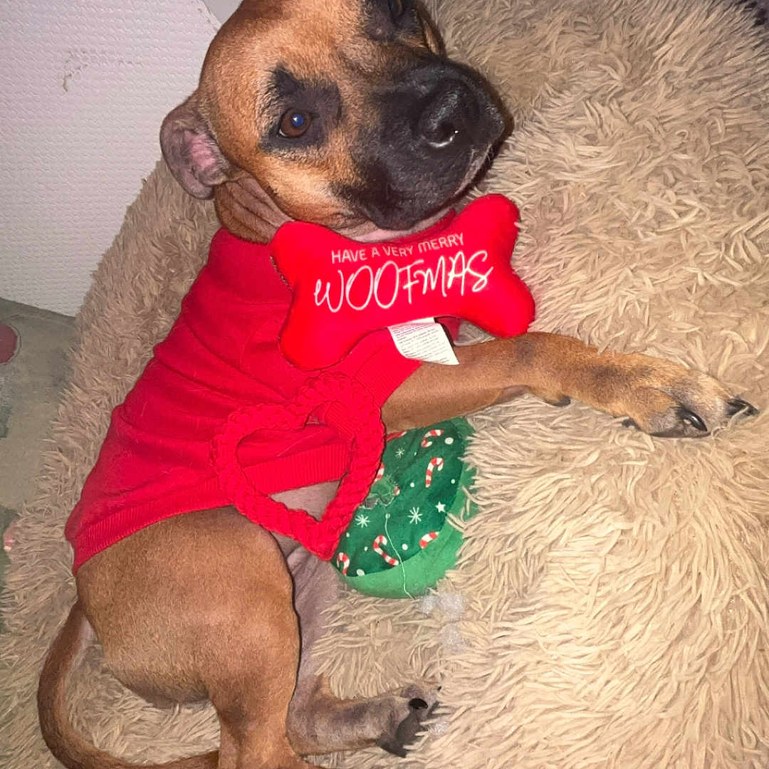 Uno a rejoint le concours — aidez-le/la à gagner de superbes lots ! dog, red_sweater, toy, bone_toy, fluffy_cushion, indoor, holiday, christmas, pet, brown_dog, cozy, relaxed, cute, canine, fur, resting, small_dog, decor, festive, home
