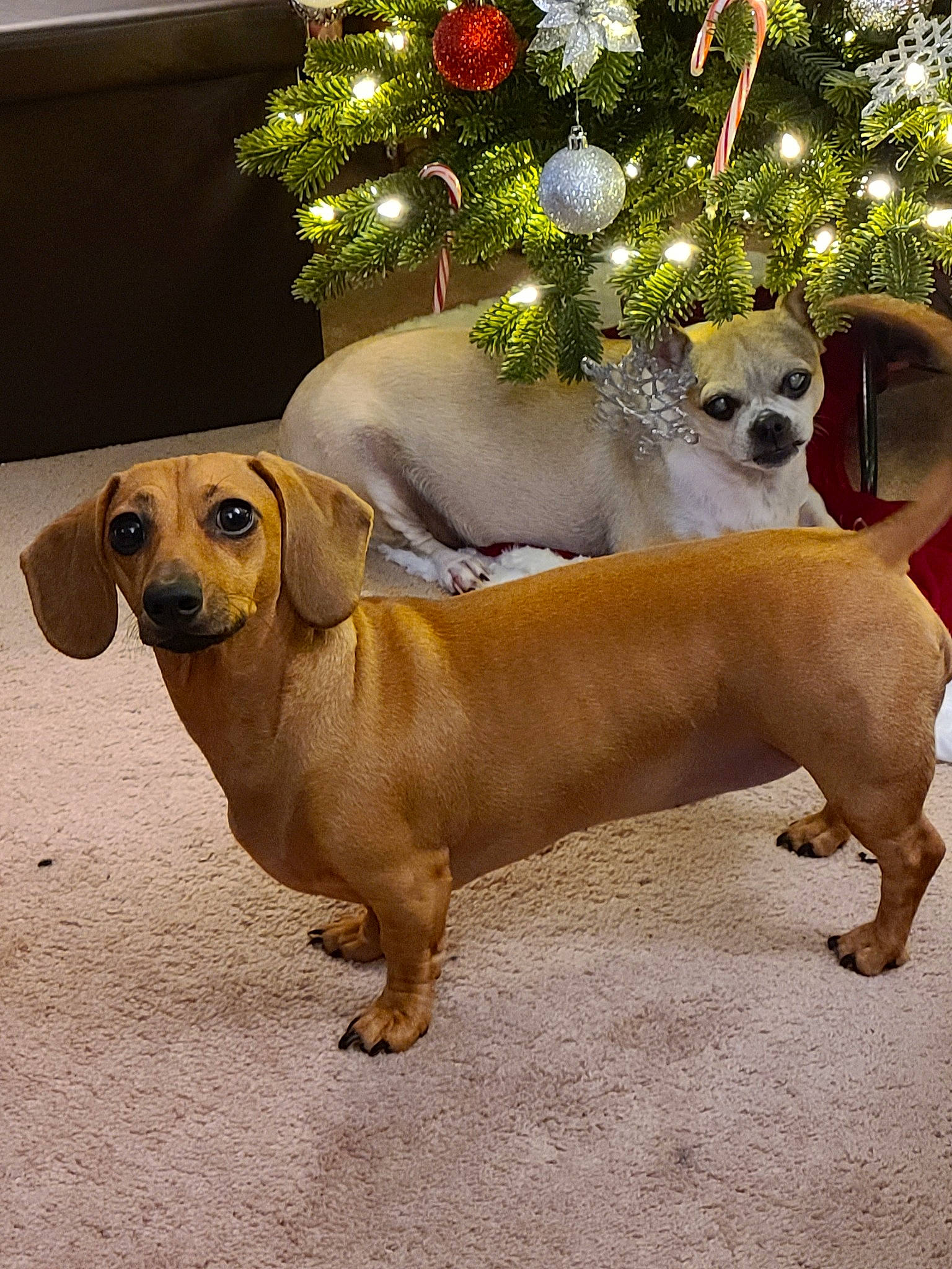 Lily joined the competition — help win amazing prizes! canidae, carnivore, christmas_decoration, christmas_ornament, christmas_tree, collar, companion_dog, dog, dog_breed, dog_collar, event, fawn, holiday_ornament, liver, paw, plant, snout, sporting_group, tail, working_animal