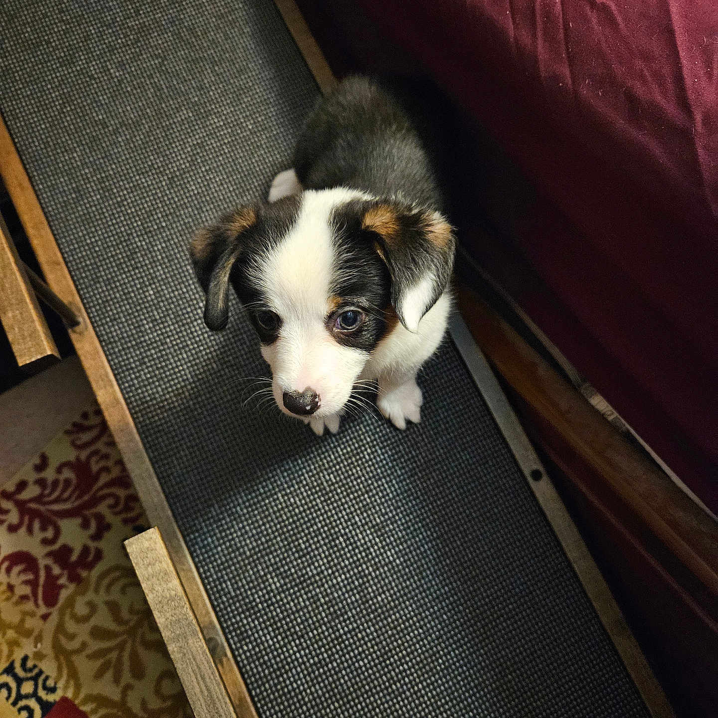 Abby is registered to the contest to win money with this photo: animal, black, brown, cozy, curious, dog, fabric, floor, indoor, looking_up, mat, pet, puppy, rug, small, texture, tricolor, white, wood, young