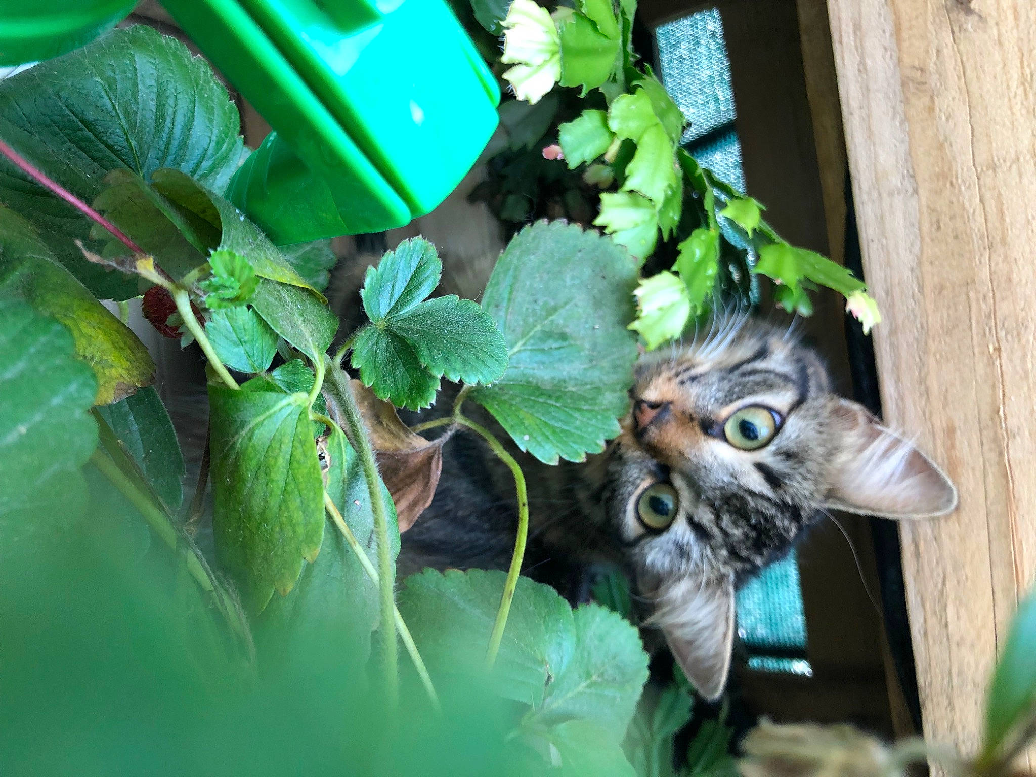 Sweety a rejoint le concours — aidez-le/la à gagner de superbes lots ! art, carnivore, cat, domestic_short_haired_cat, felidae, flowerpot, grass, green, groundcover, houseplant, organism, plant, small_to_medium_sized_cats, snout, tail, terrestrial_animal, terrestrial_plant, tree, whiskers, wood