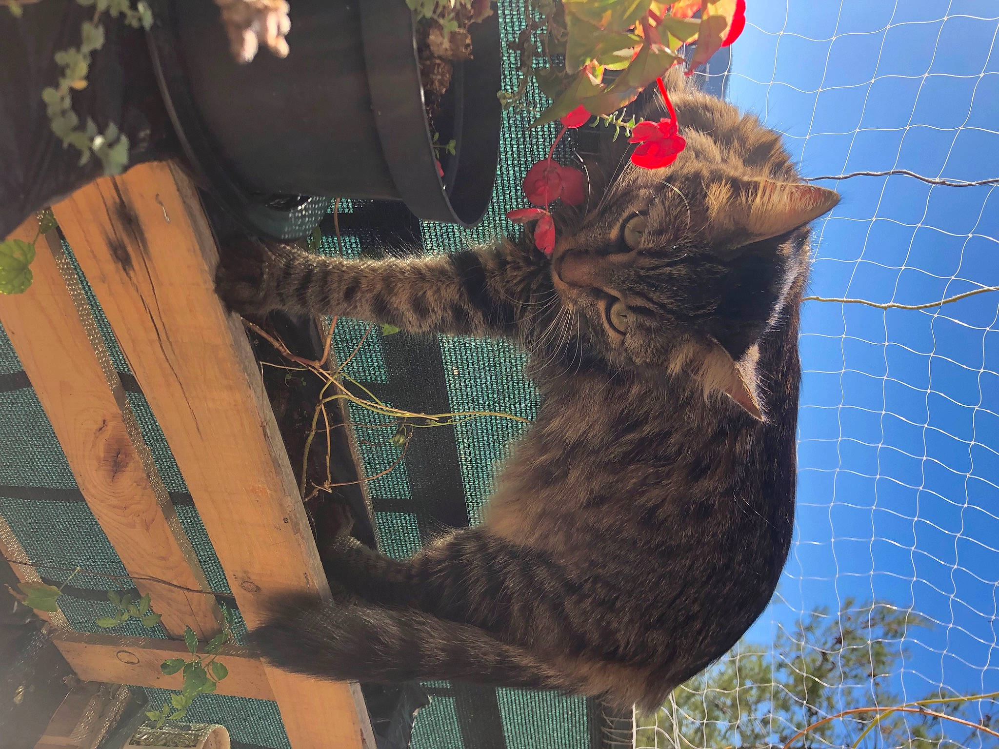 Sweety participe au concours pour gagner de l'argent avec cette photo : art, carnivore, cat, claw, domestic_short_haired_cat, felidae, fur, pattern, sky, small_to_medium_sized_cats, tail, terrestrial_animal, tree, trunk, twig, visual_arts, whiskers