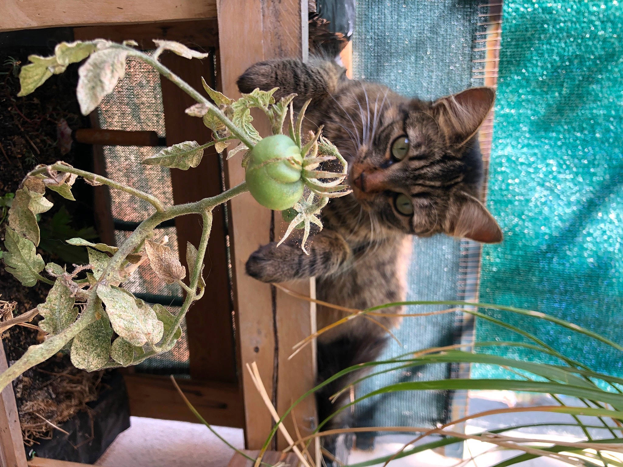 Sweety participe au concours pour gagner de l'argent avec cette photo : carnivore, cat, domestic_short_haired_cat, felidae, flowering_plant, flowerpot, fur, herb, houseplant, metal, pet_supply, plant, plant_stem, small_to_medium_sized_cats, tail, terrestrial_animal, terrestrial_plant, twig, whiskers, wood