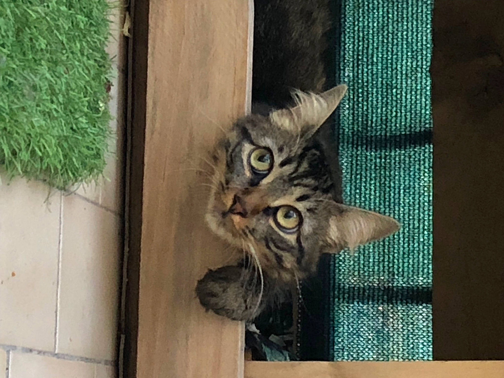 Sweety a rejoint le concours — aidez-le/la à gagner de superbes lots ! animal_shelter, carnivore, cat, claw, domestic_short_haired_cat, door, felidae, fur, grey, hardwood, pattern, rectangle, small_to_medium_sized_cats, snout, tail, whiskers, wildlife, window, wood, woven_fabric