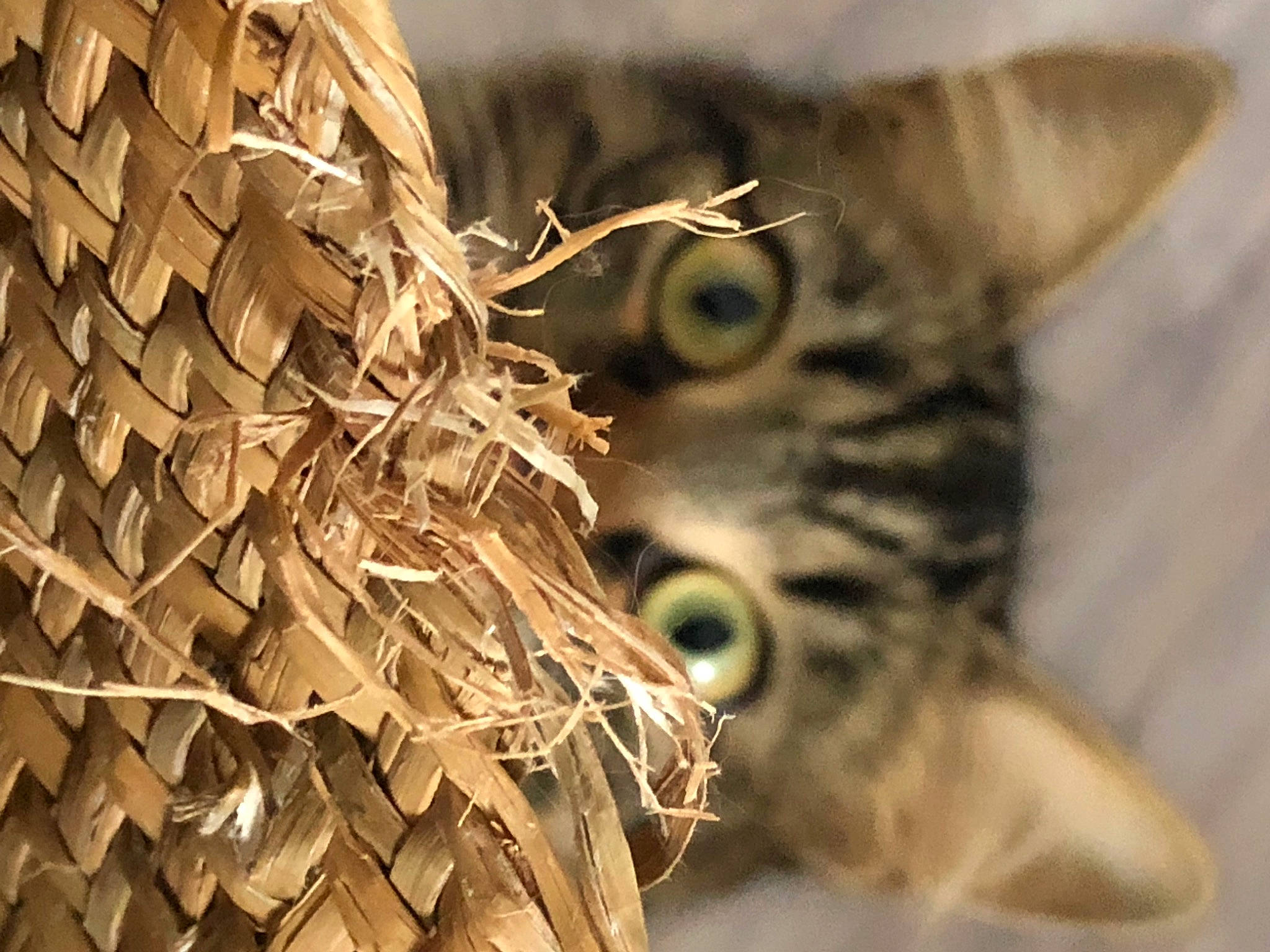 Sweety a rejoint le concours — aidez-le/la à gagner de superbes lots ! big_cats, carnivore, cat, claw, close_up, domestic_short_haired_cat, felidae, fur, grass, organism, pattern, paw, small_to_medium_sized_cats, tail, terrestrial_animal, trunk, twig, whiskers, wildlife, wood