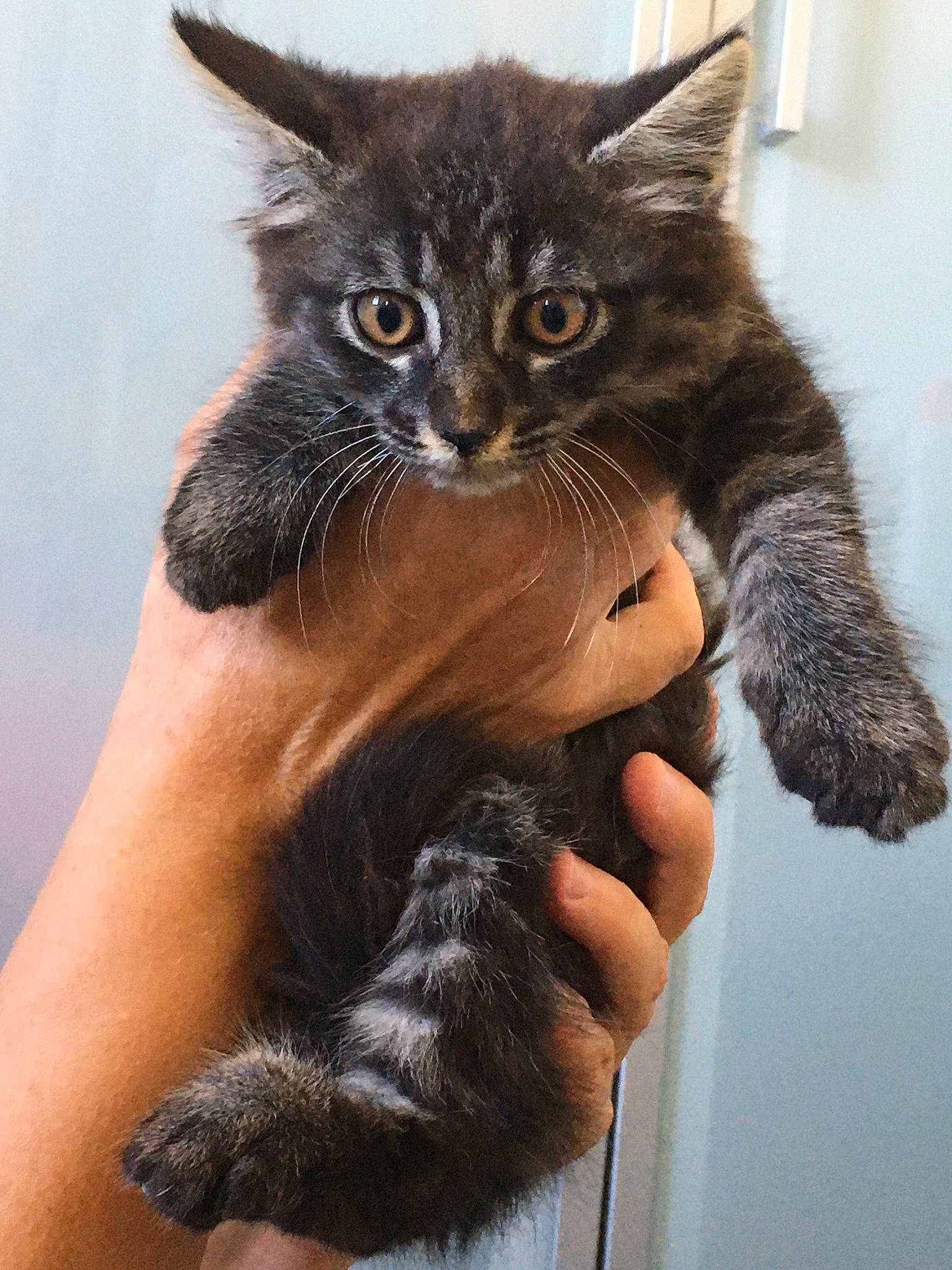 Smoothie a rejoint le concours — aidez-le/la à gagner de superbes lots ! black_cat, carnivore, cat, claw, domestic_short_haired_cat, fawn, felidae, foot, fur, gesture, hand, human_leg, leg, nail, paw, small_to_medium_sized_cats, snout, tail, whiskers, window