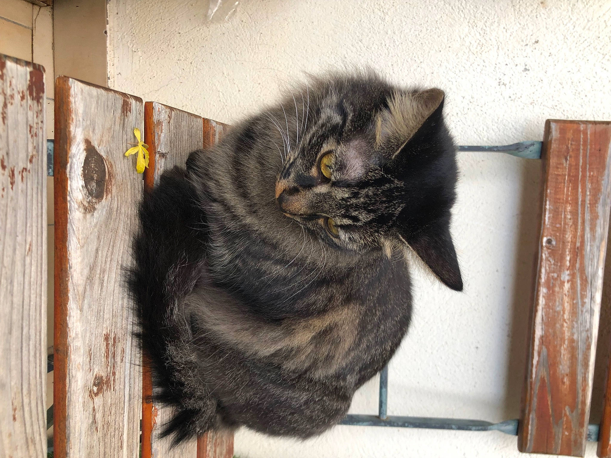 Smoothie participe au concours pour gagner de l'argent avec cette photo : black_cat, bombay, carnivore, cat, claw, domestic_short_haired_cat, felidae, fur, grey, hardwood, room, small_to_medium_sized_cats, snout, tail, terrestrial_animal, whiskers, window, wood