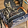 cat, tabby, chair, zebra_pattern, wood_floor, fireplace, indoor, pet, feline, relaxed, curious, wood, cushion, animal, domestic, living_room, furniture, striped, resting, cozy