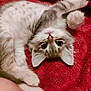 kitten, cat, feline, pet, animal, cute, fluffy, lying_down, red_blanket, soft_texture, whiskers, paws, playful, young, domestic_animal, fur, relaxed, indoors, closeup, sleepy