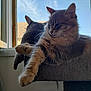 cat, cats, feline, pet, animal, window, mesh_screen, indoor, resting, relaxed, fur, paw, cat_tree, sunlight, cozy, stretching, domestic, two_cats, background, quiet