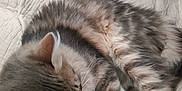Atou participe au concours pour gagner de l'argent avec cette photo : cat, sleeping, furry, cozy, indoor, blanket, pillow, resting, soft, cute, pet, mammal, fur, whiskers, relaxation, comfort, home, animal, tabby, nap