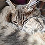 cat, tabby, fur, sleeping, curled_up, tail, whiskers, close_up, cozy, pet, animal, cute, fluffy, indoor, resting, soft, relaxed, mammal, feline, sleepy