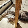 cat, tabby_cat, indoor, sunlight, tiled_floor, window, glass_door, chair_leg, pet, animal, relaxed, fur, whiskers, floor, curious, shadow, domestic, cute, lying_down, home