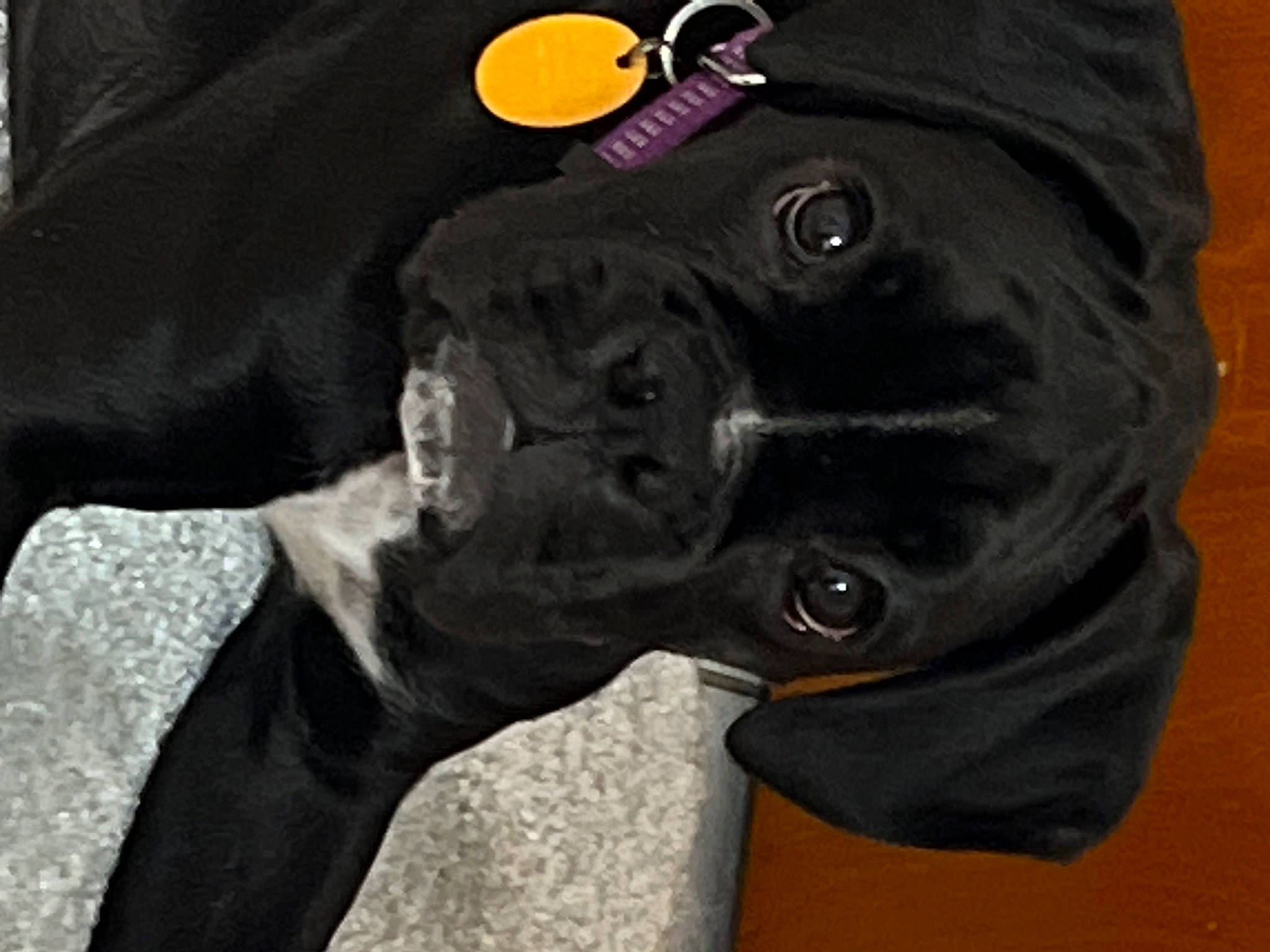 Raven is registered to the contest to win money with this photo: active_shirt, bag, collar, denim, dog, electric_blue, fashion_accessory, font, grey, hood, jersey, personal_protective_equipment, sleeve, sports_uniform, sportswear, t_shirt, terrestrial_animal, top, working_animal