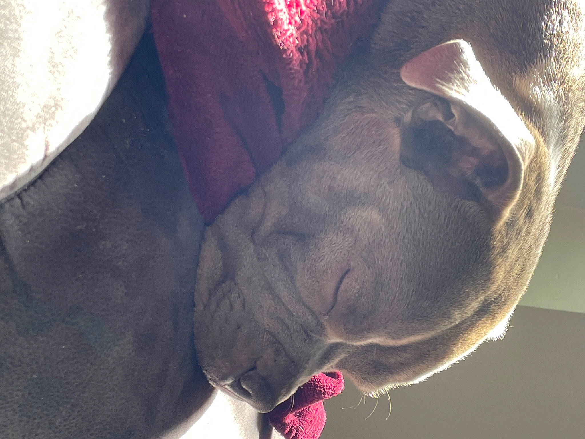 Swan participe au concours pour gagner de l'argent avec cette photo : canidae, carnivore, collar, companion_dog, dog, dog_breed, ear, electric_blue, fawn, fur, jaw, liver, organism, red, snout, sporting_group, tail, whiskers, working_animal, wrinkle