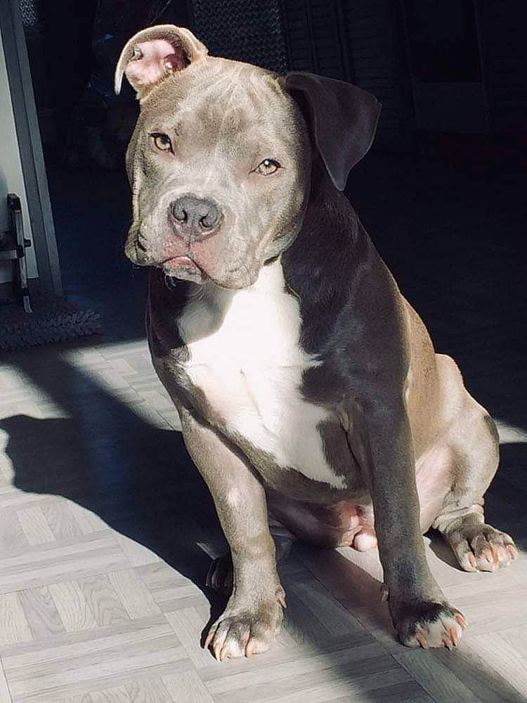 Swan participe au concours pour gagner de l'argent avec cette photo : canidae, carnivore, companion_dog, dog, dog_breed, fawn, non_sporting_group, snout, sporting_group, whiskers, working_animal