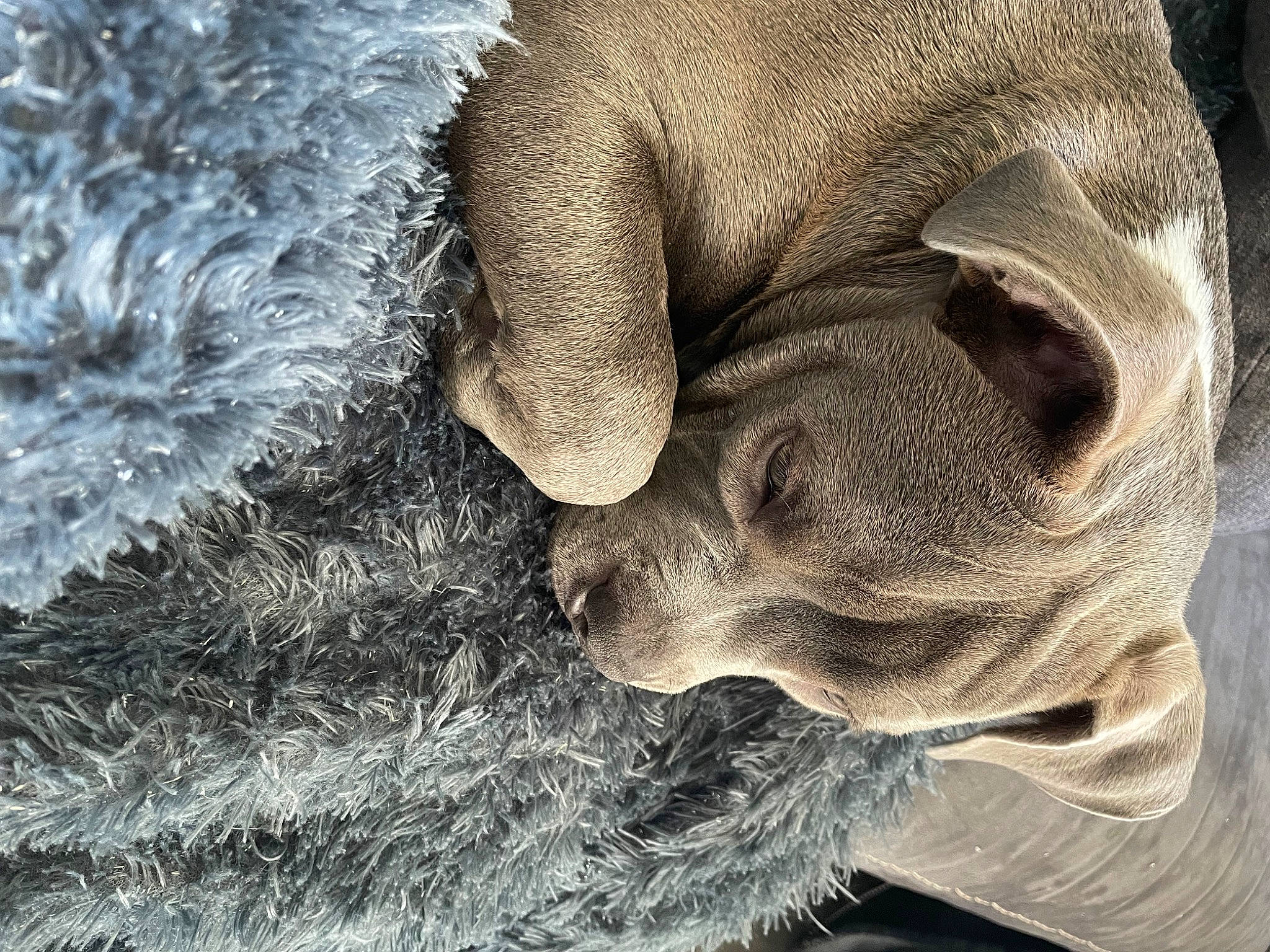 Swan participe au concours pour gagner de l'argent avec cette photo : art, canidae, carnivore, dog, dog_breed, fawn, fur, grass, monochrome, monochrome_photography, organism, snout, sporting_group, terrestrial_animal, tree, whiskers, wildlife, wood, working_animal, wrinkle