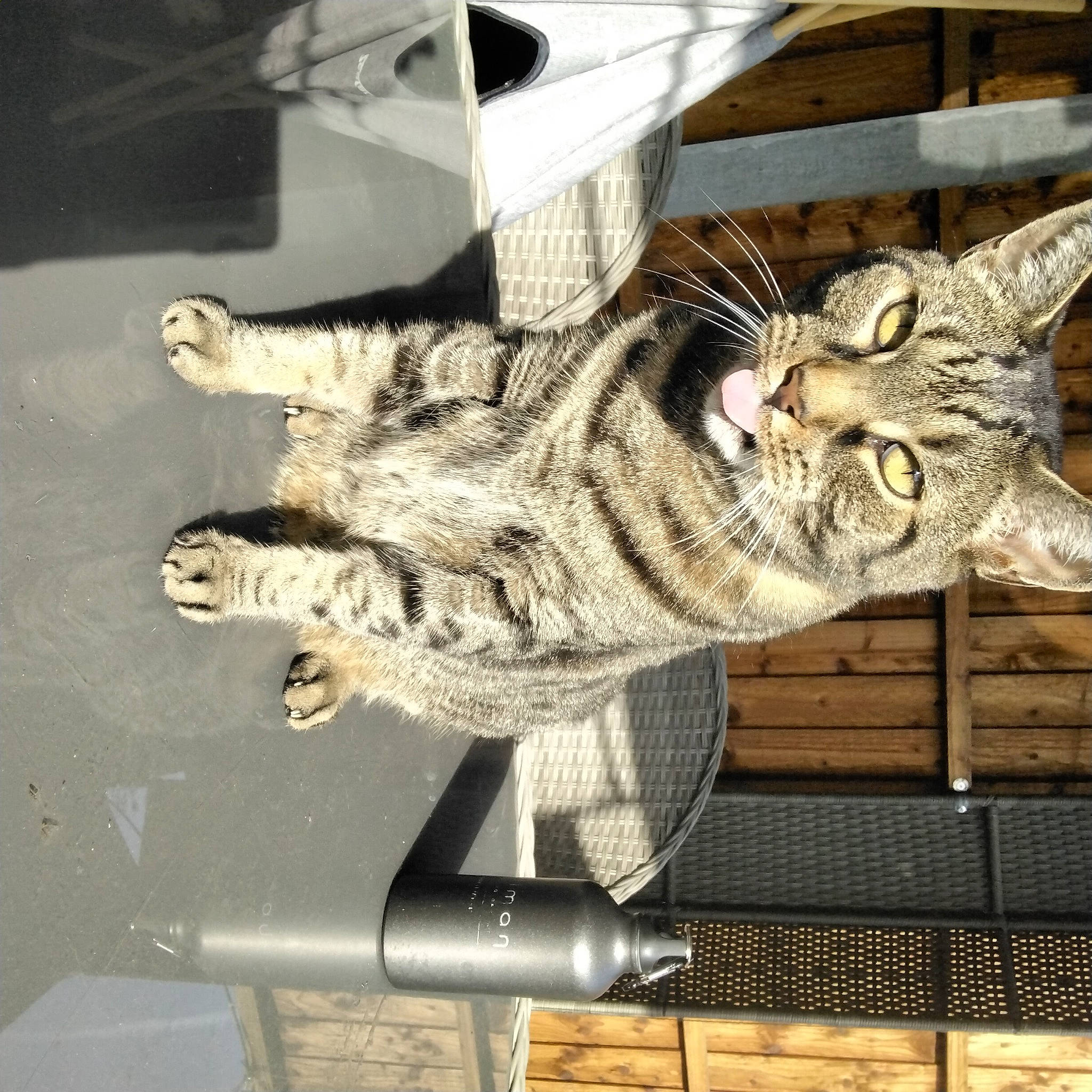 Jackson is registered to the contest to win money with this photo: art, carnivore, cat, claw, domestic_short_haired_cat, felidae, fur, gesture, metal, military_camouflage, pattern, sculpture, small_to_medium_sized_cats, snout, statue, tail, terrestrial_animal, whiskers, window, wood