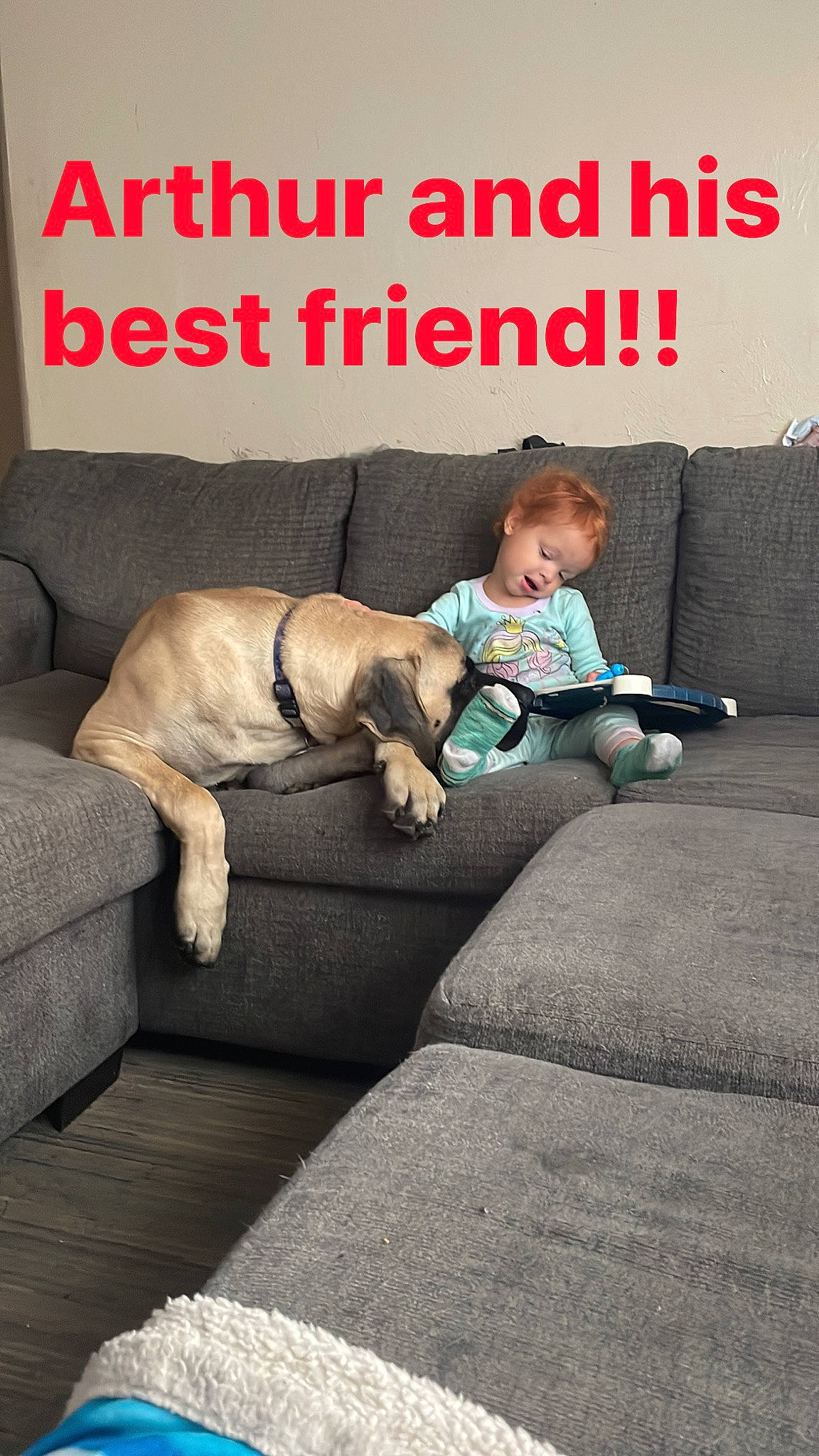 Stella Elizabeth Lynch is registered to the contest to win money with this photo: carnivore, comfort, companion_dog, couch, dog, dog_breed, flooring, font, furniture, leisure, linens, living_room, person, photo_caption, pillow, room, sitting, sofa_bed, throw_pillow, toddler