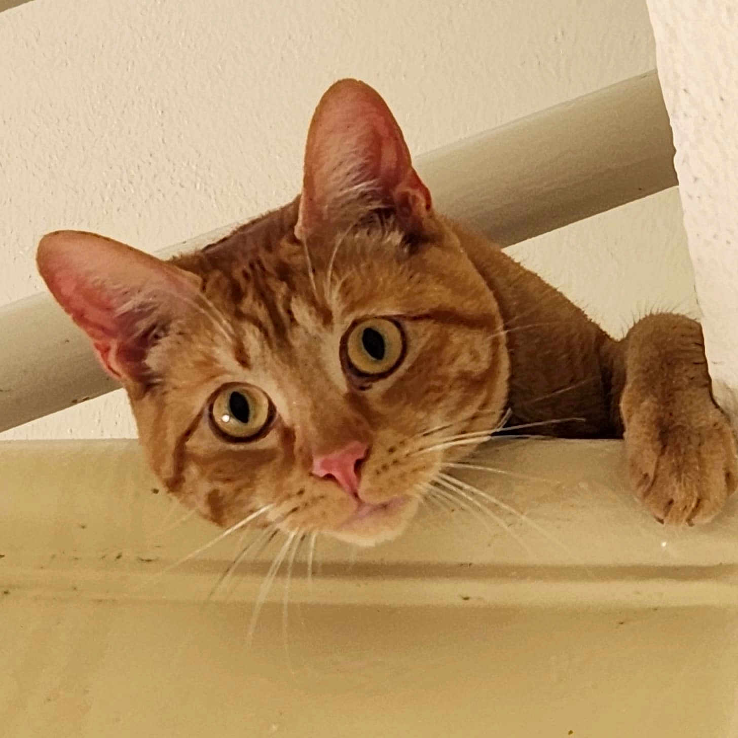 Finnegan is registered to the contest to win money with this photo: abyssinian, angora, animal, cat, egyptiancat, hardwood, kitten, manx, person, pet, photobombing, snout, stainedwood, wood