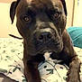 Ulcka a rejoint le concours — aidez-le/la à gagner de superbes lots ! animal, bear, bed, bedroom, boxer, bulldog, canine, couch, cushion, dog, furniture, homedecor, hound, indoors, labradorretriever, pet, pitbull, pointer, puppy, room