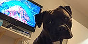 Ulcka participe au concours pour gagner de l'argent avec cette photo : animal, architecture, boxer, building, bulldog, canine, computerhardware, dog, electronics, entertainmentcenter, furniture, hardware, indoors, livingroom, monitor, pet, puppy, room, screen, tv