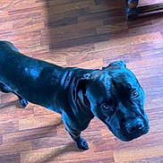 Ulcka participe au concours pour gagner de l'argent avec cette photo : animal, architecture, boxer, building, bulldog, canine, dog, greatdane, hardwood, hound, indoors, interiordesign, labradorretriever, pet, pitbull, plywood, pointer, puppy, stainedwood, wood