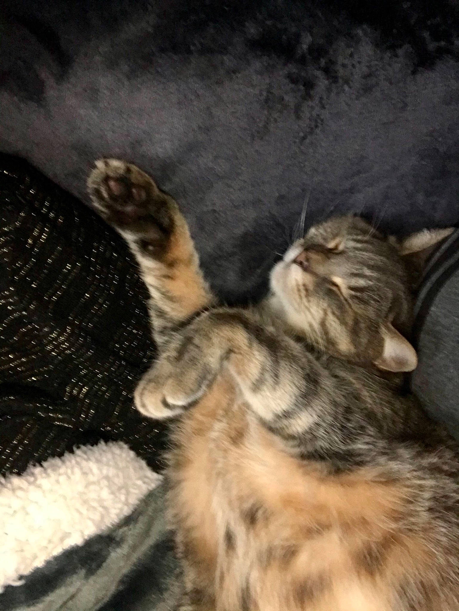 Gandalf a rejoint le concours — aidez-le/la à gagner de superbes lots ! art, carnivore, cat, claw, domestic_short_haired_cat, fawn, felidae, foot, fur, gesture, human_leg, paw, small_to_medium_sized_cats, snout, tail, terrestrial_animal, whiskers, wildlife