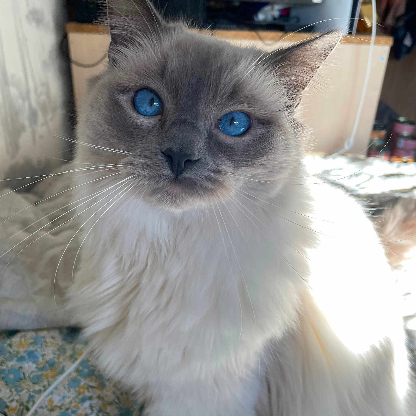 Koda is registered to the contest to win money with this photo: angora, animal, architecture, building, cat, computerhardware, couch, electronics, entertainmentcenter, furniture, hardware, indoors, kitten, livingroom, manx, monitor, pet, screen, siamese, tv