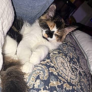 Lily is registered to the contest to win money with this photo: cat, kitten, calico, sleepy, fluffy, tail, cushion, patterned, blue, beige, indoor, cozy, resting, pet, animal, feline, soft, cute, closeup, comfort