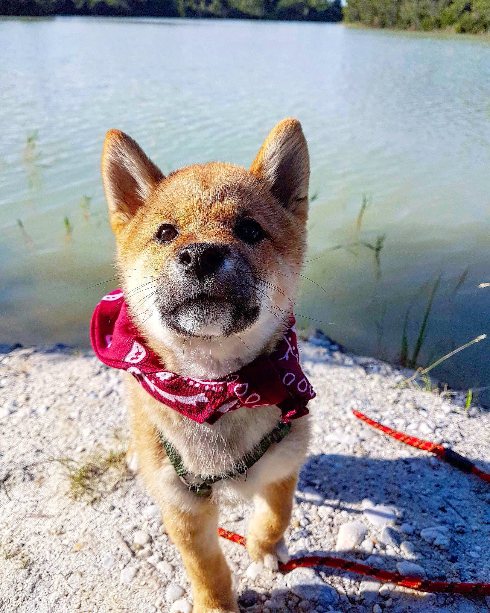 Hayden participe au concours pour gagner de l'argent avec cette photo : canidae, carnivore, collar, companion_dog, dog, dog_breed, dog_clothes, dog_collar, dog_supply, fashion_accessory, fawn, lake, leash, sporting_group, tail, terrestrial_animal, terrier, water, whiskers, working_animal
