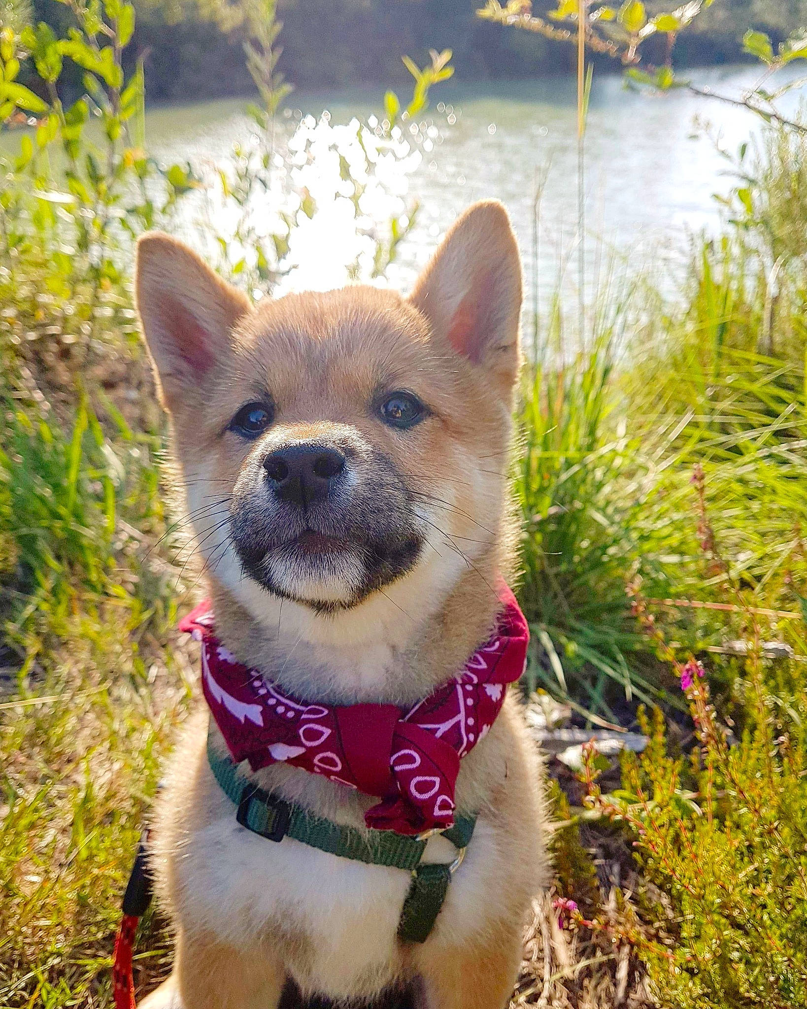 Hayden participe au concours pour gagner de l'argent avec cette photo : carnivore, chihuahua, collar, companion_dog, dog, dog_breed, dog_collar, fawn, felidae, grass, leash, pet_supply, plant, small_to_medium_sized_cats, snout, sporting_group, tail, terrestrial_animal, water, whiskers
