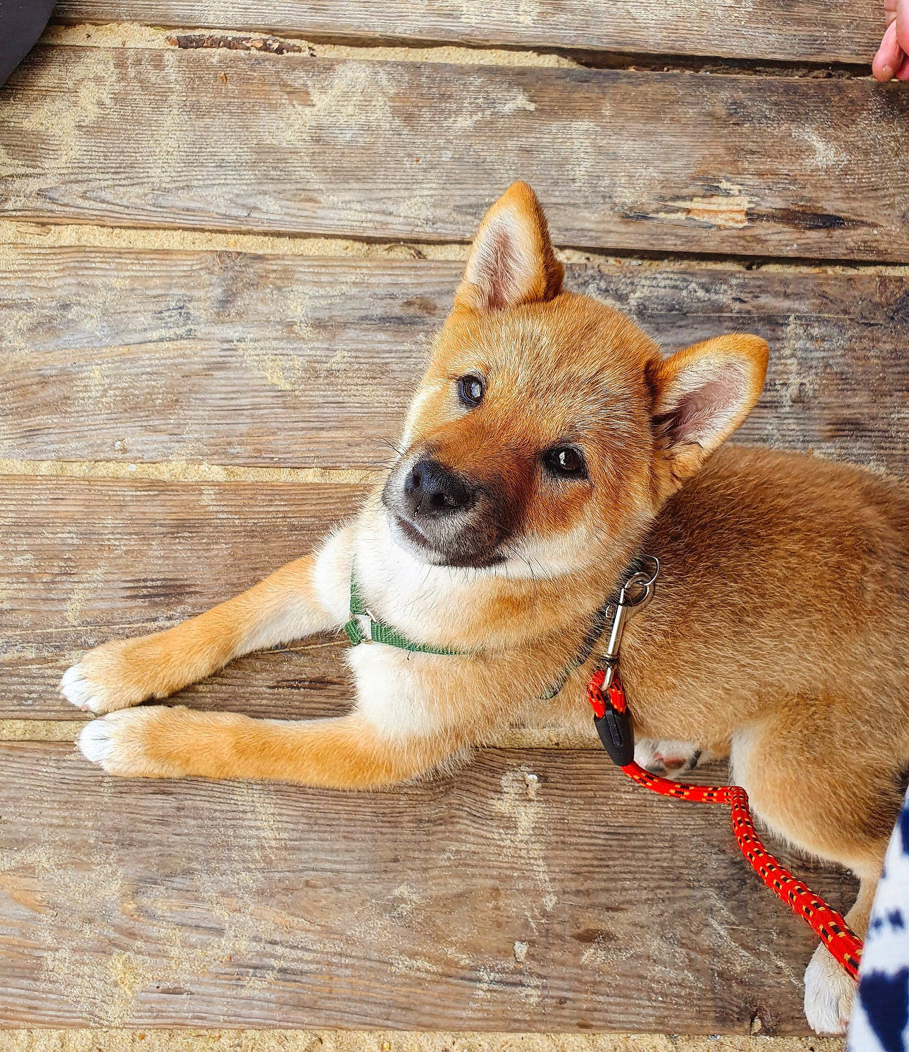 Hayden participe au concours pour gagner de l'argent avec cette photo : ancient_dog_breeds, canidae, canis, carnivore, collar, companion_dog, dingo, dog, dog_breed, dog_supply, fawn, fur, hardwood, snout, sporting_group, tail, terrestrial_animal, whiskers, wildlife, wood