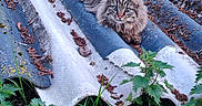 Mimi a rejoint le concours — aidez-le/la à gagner de superbes lots ! cat, tabby, blue_eyes, fur, animal, outdoor, grass, plants, greenery, nature, corrugated_roofing, rustic, wild, relaxed, lying_down, close_up, mammal, feline, leaf, daylight