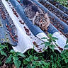 cat, tabby, blue_eyes, fur, animal, outdoor, grass, plants, greenery, nature, corrugated_roofing, rustic, wild, relaxed, lying_down, close_up, mammal, feline, leaf, daylight