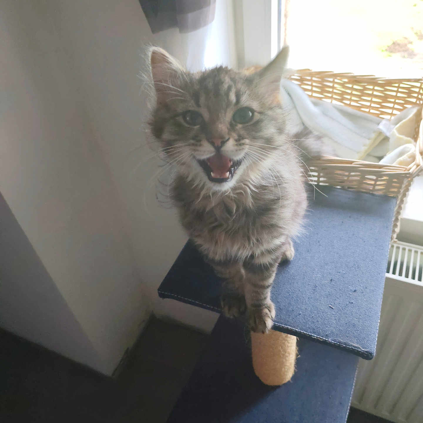 Mimi