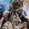 cat, tabby, fluffy, relaxed, indoor, feline, pet, fur, whiskers, paw, curious, portrait, closeup, patterned_curtain, floor_tiles, animal, domestic_cat, cute, resting, laying_down