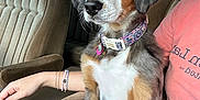 Nova is registered to the contest to win money with this photo: puppy, dog, car_interior, seat, collar, person, arm, bracelet, window, sky, clouds, trees, beige, brown, white, black, fluffy, cute, pet, young_dog