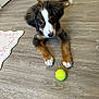 Nova is registered to the contest to win money with this photo: puppy, dog, tennis_ball, floor, indoor, pet, playing, brown, white, black, fur, cute, animal, young_dog, looking, toy, wooden_floor, muzzle, ears, paws