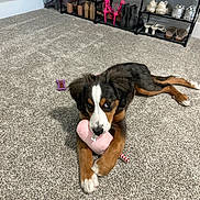 Nova is registered to the contest to win money with this photo: puppy, dog, carpet, toy, pink_toy, shoes, shoe_rack, indoor, playful, brown_fur, white_fur, black_fur, paw, pet, animal, floor, relaxed, chewing, home, cozy