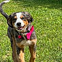Nova is registered to the contest to win money with this photo: puppy, dog, grass, outdoor, running, collar, bow, happy, nature, pet, animal, playful, summer, cute, fur, canine, young, smiling, walking, sunlight