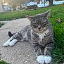 Hank is registered to the contest to win money with this photo: animal, backyard, cat, concrete, daylight, fall, feline, grass, gray_tabby, house, nature, outdoor, pet, relaxed, sidewalk, suburban, sunlight, tree, whiskers, white_paws