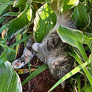 Hank joined the competition — help win amazing prizes! animal, cat, cute, flora, foliage, fur, garden, gray_cat, greenery, ground, leaves, nature, outdoor, pet, plant, relaxing, resting, sunlight, tabby, whiskers