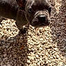 Boston participe au concours pour gagner de l'argent avec cette photo : dog, puppy, french_bulldog, canine, animal, pet, close_up, portrait, wide_eyes, ears, short_fur, dark_coat, black_nose, gravel, outdoor, sunlight, shadow, curious, looking_at_camera, cute