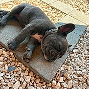 Boston participe au concours pour gagner de l'argent avec cette photo : dog, dogs, french_bulldog, puppy, sleeping, lying_down, relaxed, outdoor, patio, stone_pavers, gravel, gray_coat, wrinkles, large_ears, collar, pets, animal, sunlight, resting, funny_pose