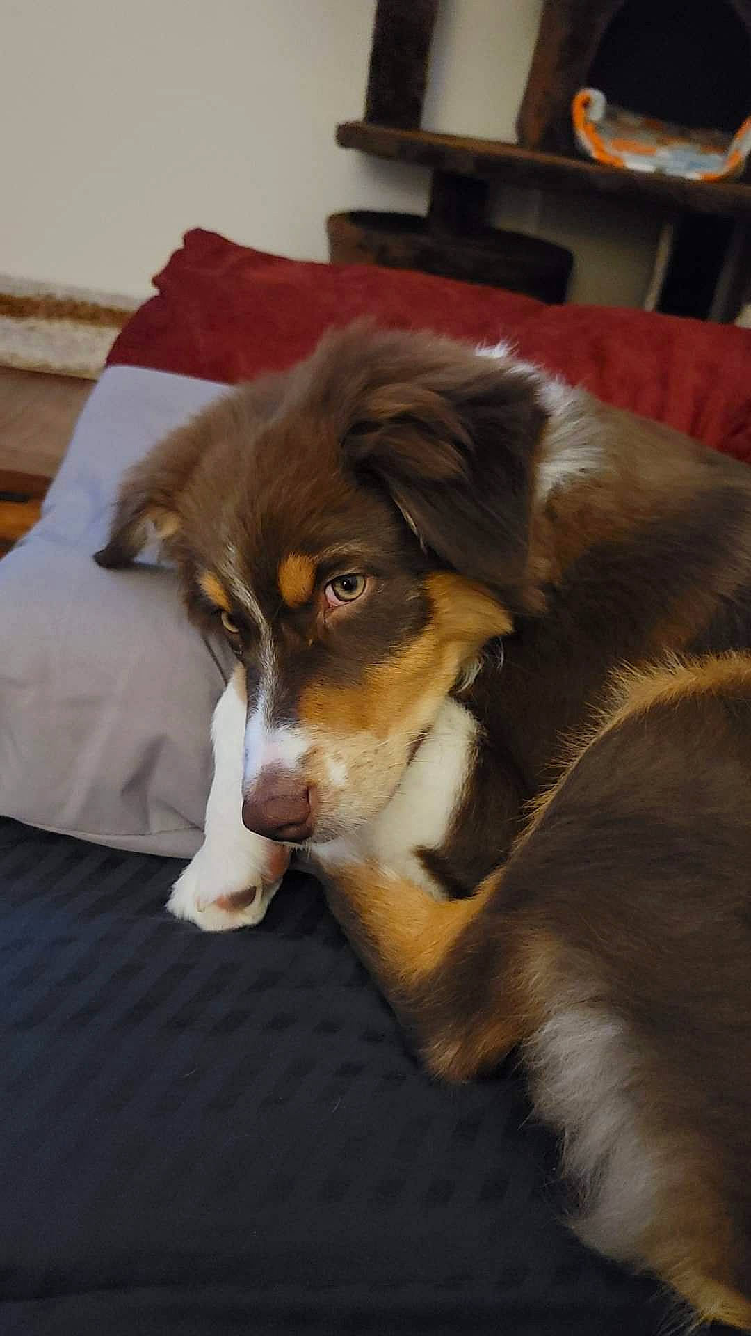 Ruger is registered to the contest to win money with this photo: brown, canidae, carnivore, companion_dog, dog, dog_breed, fur, herding_dog, home_accessories, linens, living_room, mammal, snout, sporting_group, vertebrate, whiskers, working_animal, working_dog