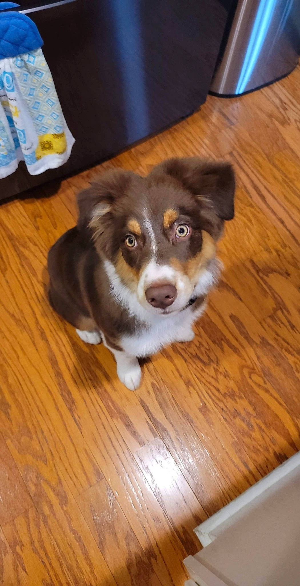 Ruger joined the competition — help win amazing prizes! brown, carnivore, dog, dog_breed, drinking_water, floor, flooring, fur, hardwood, laminate_flooring, mammal, plastic_bottle, plywood, sporting_group, vertebrate, water_bottle, whiskers, wood, wood_flooring, wood_stain