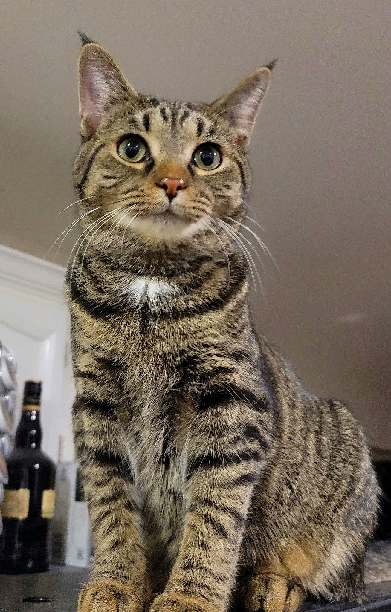 Kasper is registered to the contest to win money with this photo: bottle, carnivore, cat, domestic_short_haired_cat, felidae, fur, lynx, paw, sitting, small_to_medium_sized_cats, snout, tail, terrestrial_animal, whiskers, wildlife